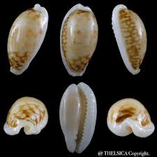 Attēlu rezultāti vaicājumam “Cribraria sp.”