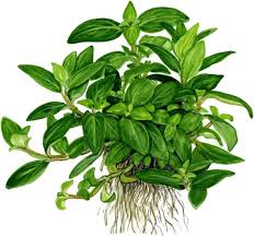 Attēlu rezultāti vaicājumam “Elatine hydropiper leaf”