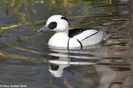 Attēlu rezultāti vaicājumam “Mergus albellus”