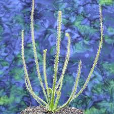 Attēlu rezultāti vaicājumam “Diarsia florida”