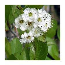 Attēlu rezultāti vaicājumam “Crataegus douglasii”