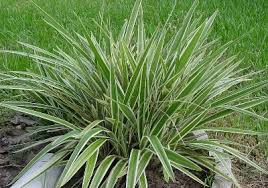 Attēlu rezultāti vaicājumam “Dianemataceae”