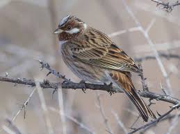 Image result for Emberiza leucocephalos