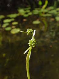 Attēlu rezultāti vaicājumam “Sparganium minimum fruit”