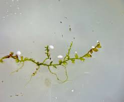 Attēlu rezultāti vaicājumam “Cladopodiella fluitans”