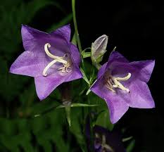 Attēlu rezultāti vaicājumam “Campanula persicifolia bud”
