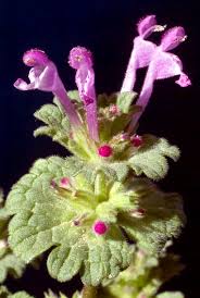 Attēlu rezultāti vaicājumam “Lamium amplexicaule flower”
