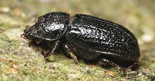 Attēlu rezultāti vaicājumam “Sinodendron cylindricum female”