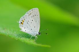 Attēlu rezultāti vaicājumam “Everes argiades”