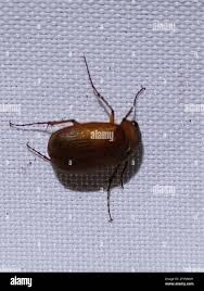 Attēlu rezultāti vaicājumam “Serica brunnea imago”