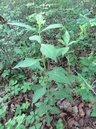 Attēlu rezultāti vaicājumam “Craterium aureum stalked”