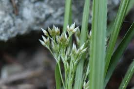 Attēlu rezultāti vaicājumam “Luzula luzuloides leaf”