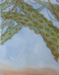 Attēlu rezultāti vaicājumam “Chaetophora pisiformis”