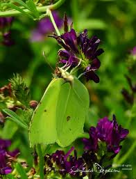 Attēlu rezultāti vaicājumam “Gonepteryx rhamni male”