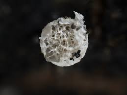 Attēlu rezultāti vaicājumam “Badhamia dubia”