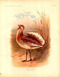 Image result for Otis tarda