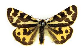 Attēlu rezultāti vaicājumam “Parasemia plantaginis female”