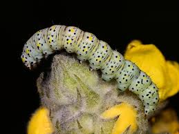 Attēlu rezultāti vaicājumam “Cucullia verbasci larva”