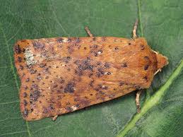 Attēlu rezultāti vaicājumam “Conistra rubiginea”