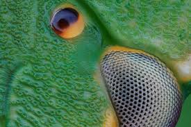 Attēlu rezultāti vaicājumam “Palomena prasina imago”