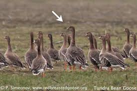 Attēlu rezultāti vaicājumam “Anser serrirostris adult”