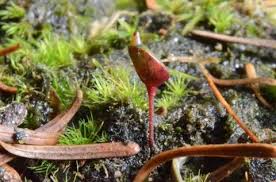 Attēlu rezultāti vaicājumam “Buxbaumia viridis”