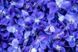 Image result for violet