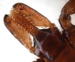 Attēlu rezultāti vaicājumam “Ixodes”