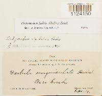 Attēlu rezultāti vaicājumam “Didymodon fallax var. brevifolius”