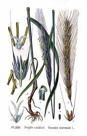 Image result for Secale cereale