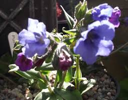 Image result for Pulmonaria Silverado