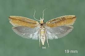 Attēlu rezultāti vaicājumam “Ypsolopha parenthesella”