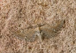 Attēlu rezultāti vaicājumam “Eupithecia satyrata”