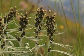 Attēlu rezultāti vaicājumam “Gnaphalium sylvaticum flower”