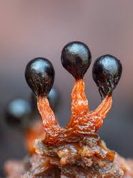 Attēlu rezultāti vaicājumam “Metatrichia floriformis spores”