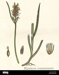 Attēlu rezultāti vaicājumam “Blysmus compressus”