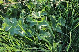 Attēlu rezultāti vaicājumam “Heracleum sphondylium subsp. sibiricum”
