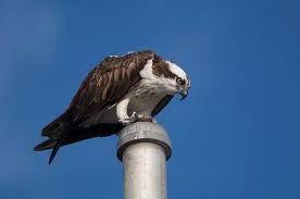 Image result for Pandion haliaetus