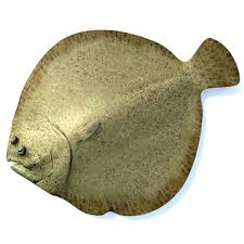 Image result for Scophthalmus maximus