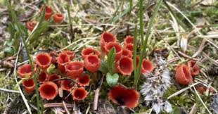 Attēlu rezultāti vaicājumam “Microstoma protracta”