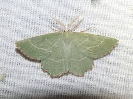 Attēlu rezultāti vaicājumam “Thalera fimbrialis”