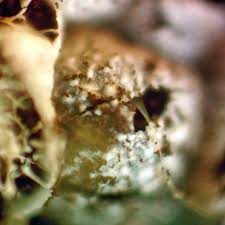 Attēlu rezultāti vaicājumam “Badhamiopsis scripta macro”