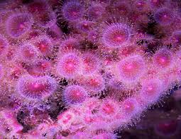 ผลการค้นหารูปภาพสำหรับ strawberry anemone