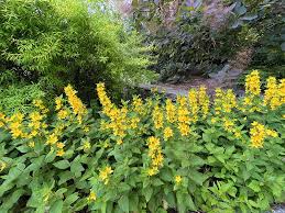 Attēlu rezultāti vaicājumam “Lysimachia punctata flower”