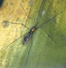 Attēlu rezultāti vaicājumam “Tipulidae”