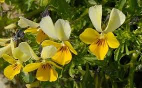 Attēlu rezultāti vaicājumam “Viola tricolor subsp. curtisii leaf”