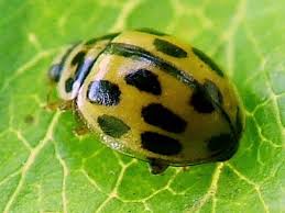 Attēlu rezultāti vaicājumam “Propylea quatuordecimpunctata”