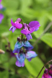 Attēlu rezultāti vaicājumam “Lathyrus vernus bud”