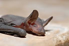 Attēlu rezultāti vaicājumam “Myotis daubentonii”