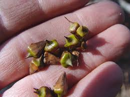 Attēlu rezultāti vaicājumam “Sparganium minimum fruit”